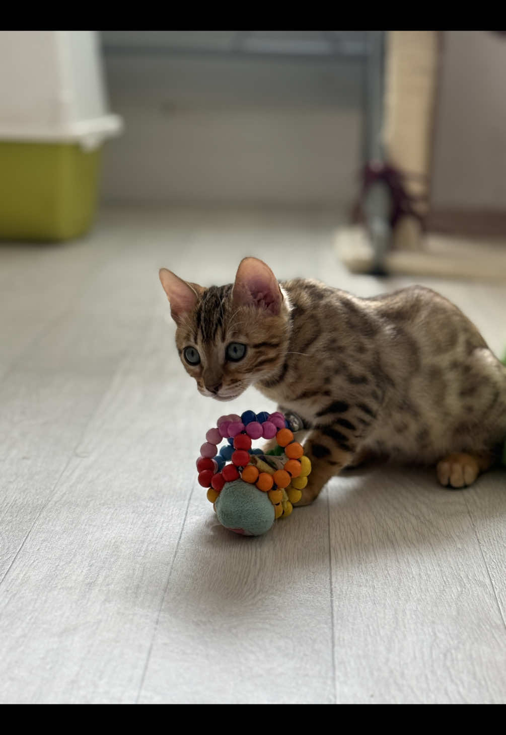 A post by @mariappymealspam on TikTok caption: #chat #bengal 