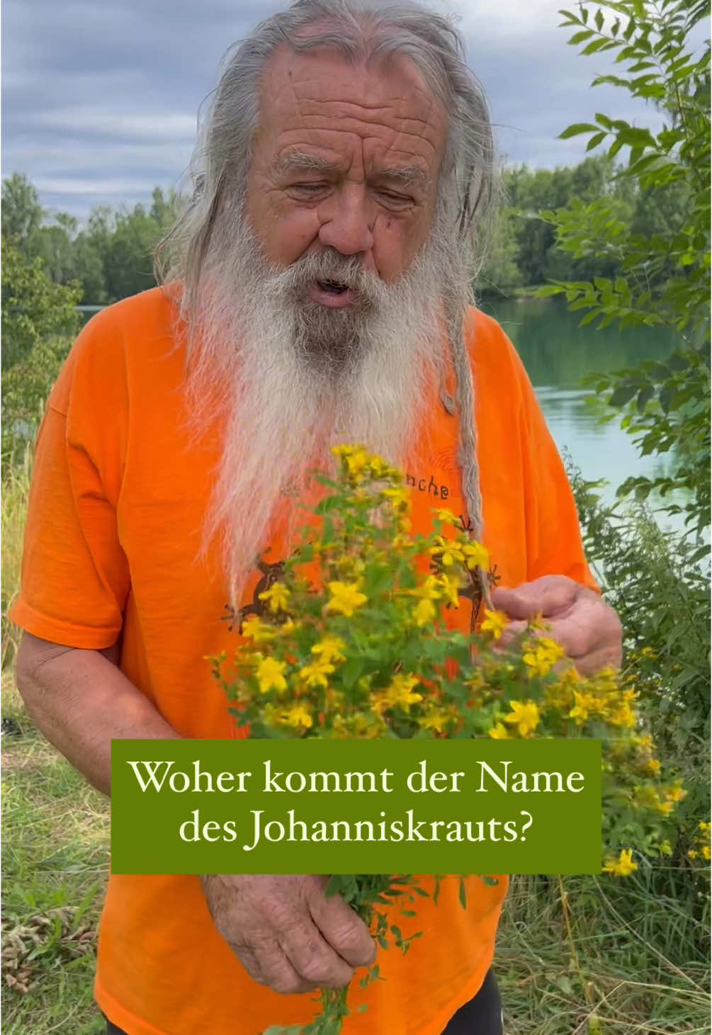 A post by @wolfdieterstorl on TikTok caption: Woher kommt der Name des Johanniskrauts? #garten #natur #pflanzen #viral #germany #wissen #brauchtum #mythologie #sommer 