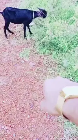 A post by @mahmudhasan173 on TikTok caption: হা হা হা#foryou #unfrezzmyaccount @Efthi Opurbo 
