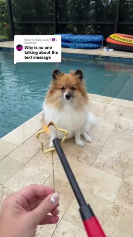 A post by @scout2015 on TikTok caption: Replying to @Baby saja🍼😈 Before or After??😱🎉 #4thofjuly #transformation #hair #dog