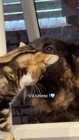 A post by @assu.yasmina.assu on TikTok caption: 💙