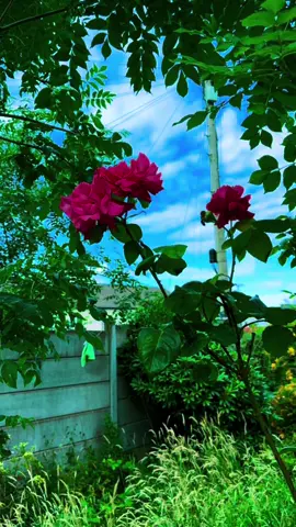 A post by @j9512farhana on TikTok caption: #🌹🌹🌹🌹🌹🌹🌹🌹🌹🌹🌹🌹 
