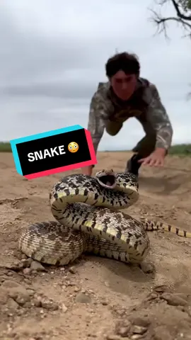 A post by @jeremylynch on TikTok caption: Camera man must have nerves of steel 😳🐍🗿 @Aiden Adams 