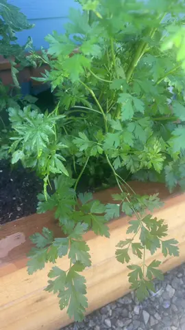 A post by @jasminekariina on TikTok caption: Anybody need perejil?! Me confundí 🤣🤣🤣🤣 #viral #parati #cilantro #perejil
