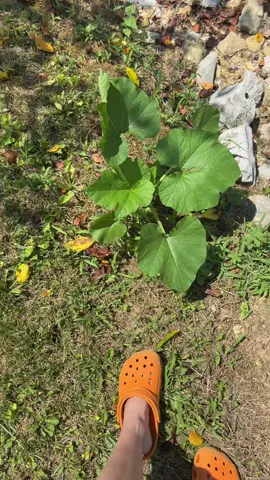 A post by @warshragss on TikTok caption: Gardening✨ lol what is this? #plantsoftiktok #gardening #ditch #squash #pumpkin 
