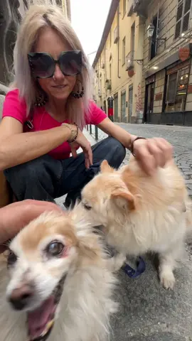 A post by @doggodaiily on TikTok caption: Alice❤️🥰 , #caniditorino #volpino