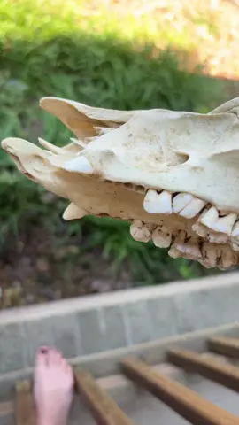A post by @warshragss on TikTok caption: Just a little something✨ #taketheedgeoff #adventure #bones #skull #boar 