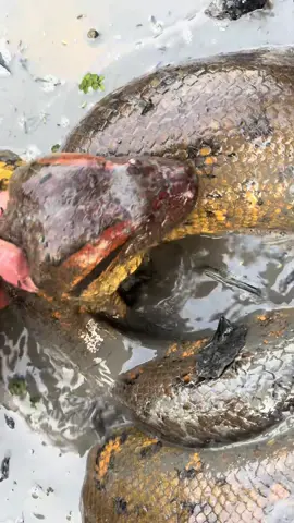 A post by @fishingarrett on TikTok caption: Yoinked a giant anaconda! #wildlife#foryou#fyp#snake#swamp#adventure#anaconda#conservation#professional#nature#yoink#spider#