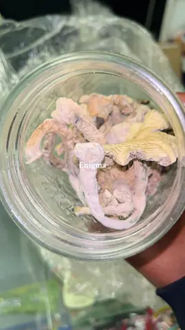 A post by @iamlexymogul on TikTok caption: ROCK STEADY! 🍄🤣🗿✨ #TripTime #LexyMogul 