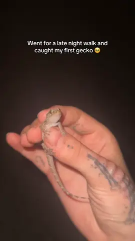 A post by @miss.spider.legs on TikTok caption: Look at him 🥹🥹🥹 #spiderlegs #yallternative #thumbspine #gecko #inkedup #fypシ #subdermalimplant #foryoupage #walk 
