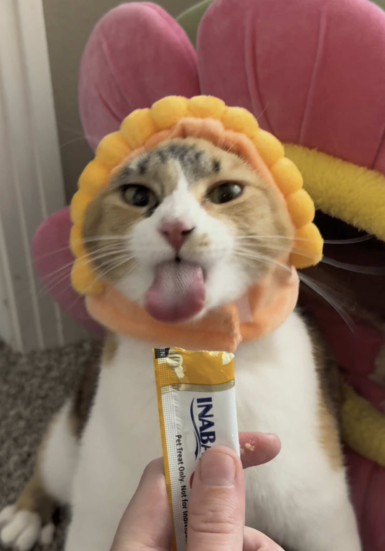 A post by @lifewithada on TikTok caption: Sunflower ASMR #wobblycat #cerebellarhypoplasia #chcat #calicocat #calico #catsoftiktok #cutecat #cat #cute #sunflower #asmrvideo #asmreating #asmr #foryoupage #fyp 