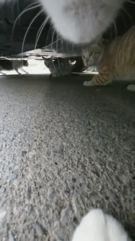 A post by @max20499 on TikTok caption: #catsoftiktok #maxwell 