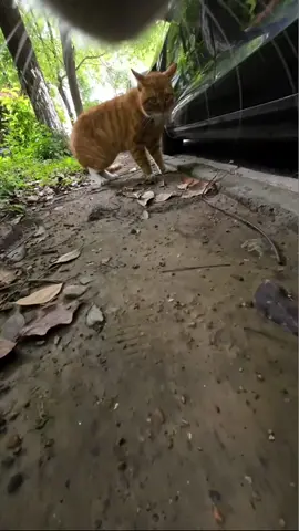 A post by @max20499 on TikTok caption: ##CatsOfTikTok #maxwell 