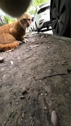 A post by @max20499 on TikTok caption: #maxwell #CatsOfTikTok 