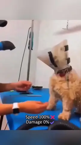 A post by @funny.pets____ on TikTok caption: look at the end 🤣🤣 #pet #cat #dog #cute #animals #foryou #typ