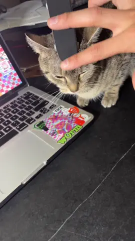 A post by @triplemelon8 on TikTok caption: bobo #morrowdecks 