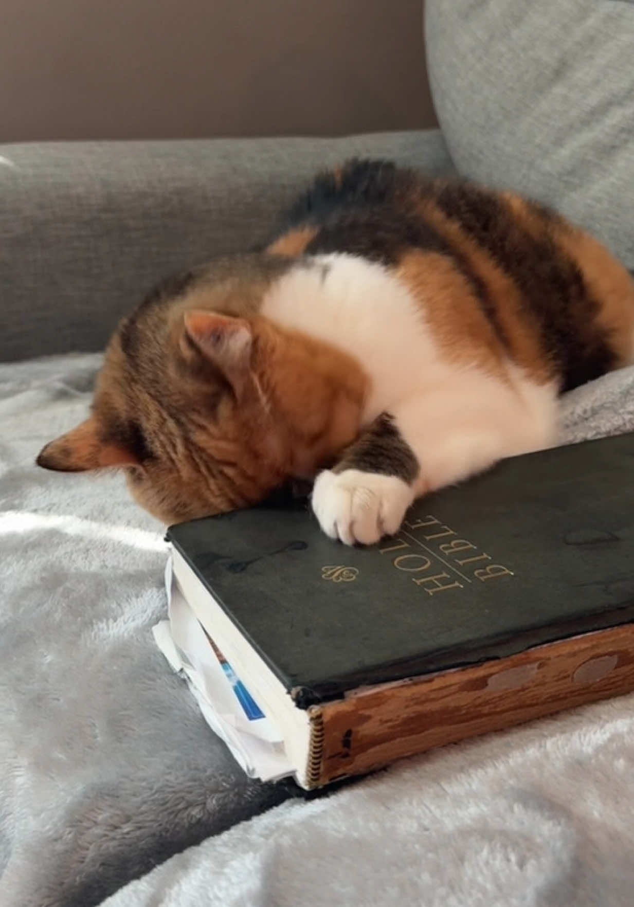 A post by @lifewithada on TikTok caption: Meet Ada 🤍 Ada was born with a condition called cerebellar hypoplasia. This is typically caused from the mother cat contracting a virus called panleukopenia during pregnancy. This virus attacks the developing cerebellum of the unborn kittens. The cerebellum is responsible for coordination, stability, and motor functions. So, this caused her to be born wobbly. Despite her condition, she is happy, loving, maybe a little 🤏🏼 sassy 😉, but above all, she is RESILIENT. She doesn’t let anything stop her and her resilience is the reason why she is so many great things. She truly is an inspiration 🤍 #wobblycat #cerebellarhypoplasia #chcat #calicocat #calico #catsoftiktok #cutecat #cat #bible #scripture #jesuslovesyou #foryoupage #fyp 