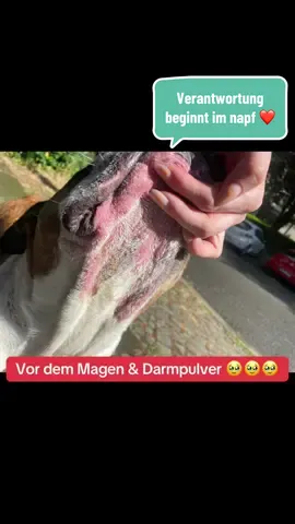 A post by @boneshandsanimals on TikTok caption: Verantwortung beginnt im Napf ♥️🙏 Schenke deinem Schatz seine Lebensqualität zurück.  🐶 Leckt dein Liebling ständig an den Pfoten? 🐾 Hat er Durchfall oder Unverträglichkeiten? 🌱 Frisst er Gras und hat dabei Mundgeruch? Unser Magen- und Darmpulver kann deinem Schatz helfen, sich wieder wohl im Bauch zu fühlen! 💚 ✅ Fördert gesunde Darmbakterien und reduziert schädliche Keime ✅ Unterstützt das Immunsystem mit sorgfältig ausgewählten Darmkulturen ✅ Steigert die Vitalität dank einem abgestimmten Vitamin-B-Komplex So kann dein Liebling wieder glücklich, aktiv und unbeschwert durchs Leben schnüffeln! 🐕✨ 💡 Einfach übers Futter streuen und deinem Schatz etwas Gutes tun – weil Gesundheit im Bauch beginnt! #foryou #asmr #animal #chiropractortiktok #türkiye #hundeauftiktok #hund #tiere #Love #animals #animals 