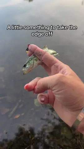 A post by @kylie..porter on TikTok caption: Could the bass get any smaller?! #bassfishing #bass #fishinglife #fishing #fishtok #babybass #tinyfish 