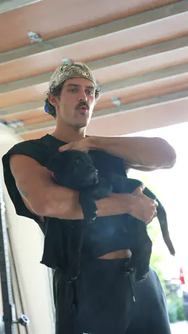A post by @stevenkellly on TikTok caption: meet my new guy DEWEY!