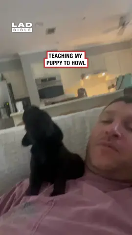 A post by @ladbible on TikTok caption: He's going to be so loud when he grows up 😅 (🎥: Collab) #ladbible #funnyvideos😂 #wholesome #dogsoftiktok #cutevideos #animals #pets #puppiesoftiktok