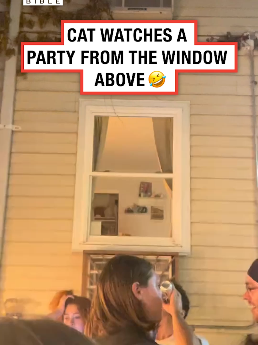 A post by @ladbible on TikTok caption: He just wants to join in 🥲 (🎥: Collab) #ladbible #funnyvideos😂 #CatsOfTikTok #party #animals #wholesome