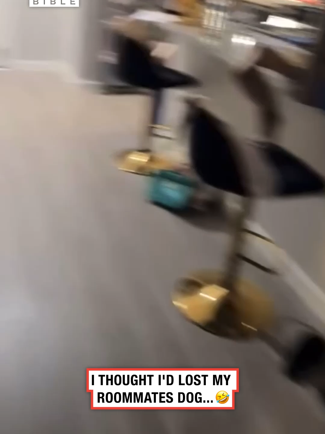 A post by @ladbible on TikTok caption: I thought I'd lost my roommates dog... 🤣 (🎥: Collab) #ladbible #funnyvideos😂 #omg #animals #dogsoftiktok #pets #cutevideos #wholesome