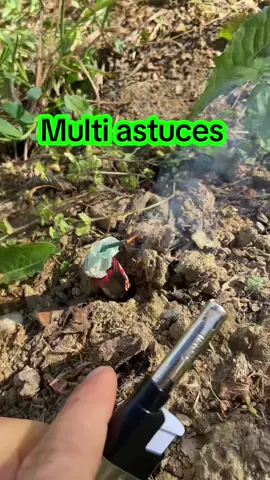 A post by @alex777terieur on TikTok caption: #jardinage #astuce #permaculture #potager 