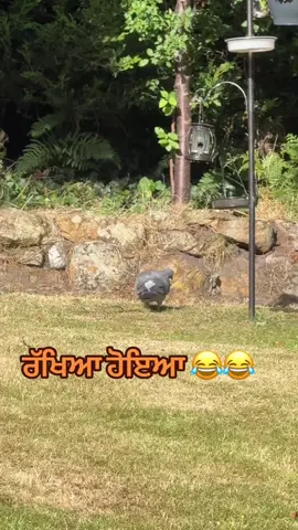 A post by @rab__di__mehar on TikTok caption: 😂😂😂#promomakanliburan #aifilter #ਮੇਰਾਪਿੰਡ #onthisday #CapCut #goviral #stopwar #nature #tiktokviral #sidhumossewala #foruyou #fyp 