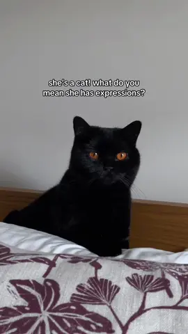 A post by @clementinemeows on TikTok caption: 99% of the time is the last one  #catexpressions #catface #funntcats 