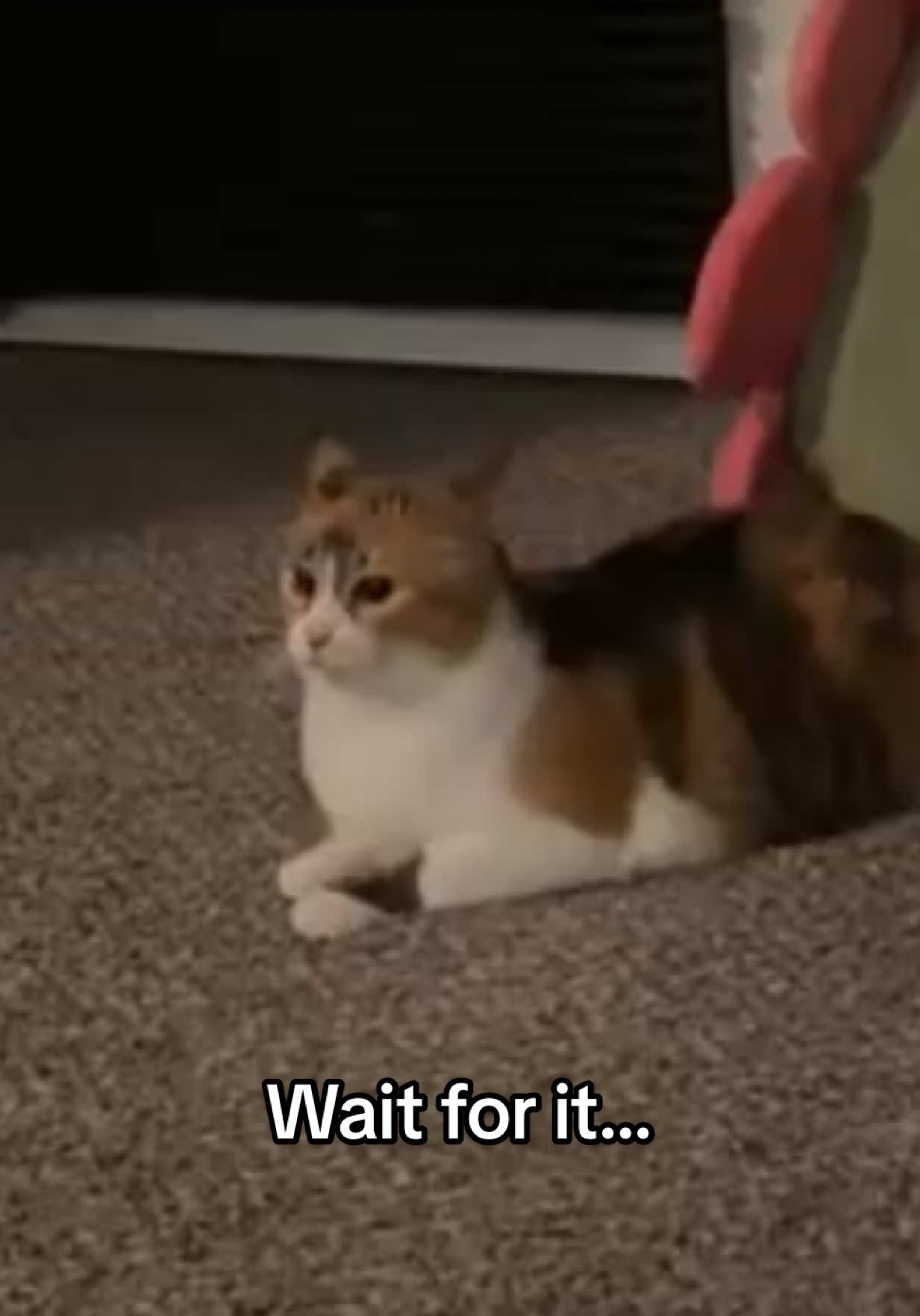 A post by @lifewithada on TikTok caption: Can’t contain the zooms #wobblycat #cerebellarhypoplasia #chcat #calicocat #calico #catsoftiktok #cutecat #cat #zoomies #foryoupage #fyp 