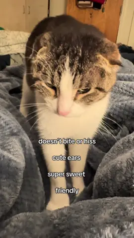 A post by @iiamkwasii on TikTok caption: #Stitch with @Theodore Jones  i never knew cats can catch aids !!