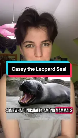 A post by @oddpride on TikTok caption: RIP baby boy.  You were loved. #science #leopardseal #antarctica #australia #learning #mindblown #womeninstem 