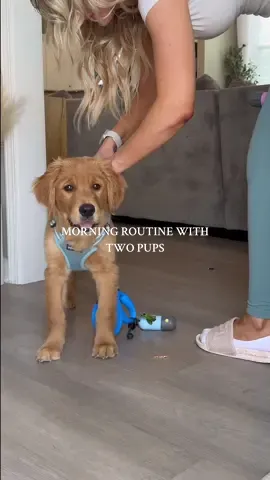 A post by @melissa_fakler on TikTok caption: Morning walk + puppy training… Beesly decided to join in 😂🐾 #morningroutine #dayinmylife #goldenretriever #puppylove #puppytraining #golden #Lifestyle #goldenpuppy #shibainu 