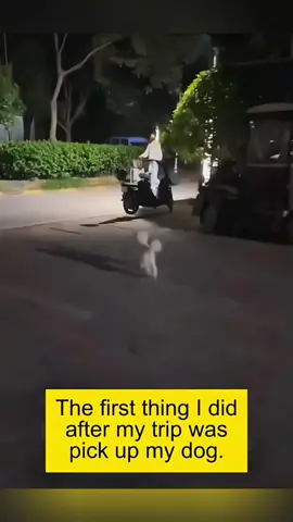 A post by @funny.pets____ on TikTok caption: They reunited after many days apart.❤  #pet #cat #dog #cute #animals #foryou #typ