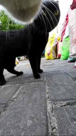 A post by @max20499 on TikTok caption: #catsoftiktok #maxwell 