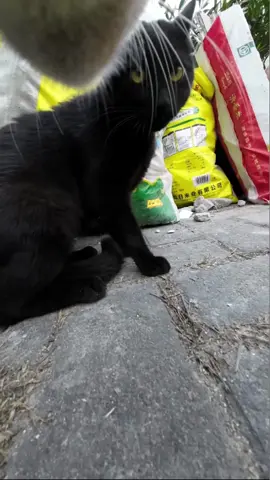 A post by @max20499 on TikTok caption: #catsoftiktok #maxwell 