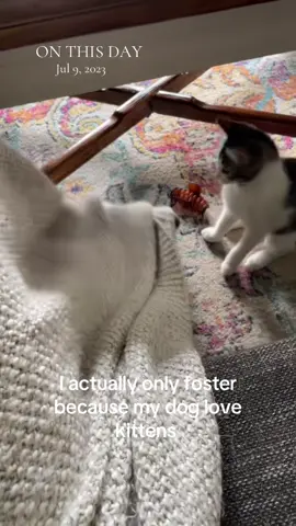 A post by @reprah_hannah on TikTok caption: The best kitten mom #boonie #kittens #fosterkittens #animals #cute #pets #playtime 