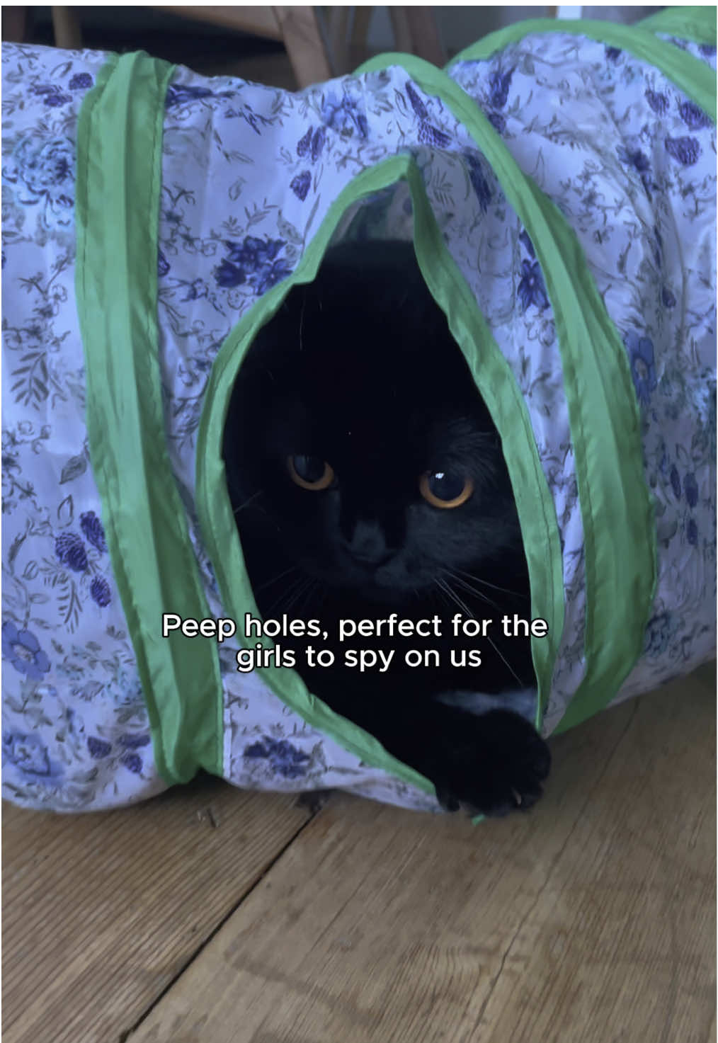 A post by @clementinemeows on TikTok caption: The girls have a new favourite hideout!  This @pawabooofficial tunnel comes with built-in entertainment - jingling toys and sneaky peep holes to plot their next attack (or to just sit half way in like Cici does).  Easy to flatten but also not too large for leaving out. ⭐️ It’s now with 15% off for Amazon Prime Day 👉 link in bio! Thanks @pawabooofficial for keeping my cats entertained! AD #pawaboo #cattunnel #catlife