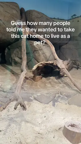 A post by @reprah_hannah on TikTok caption: Hint: a lot #blackfootedcat #cat #catpeople #notapet #housecat #wildcat #volunteer #zoo #aza 