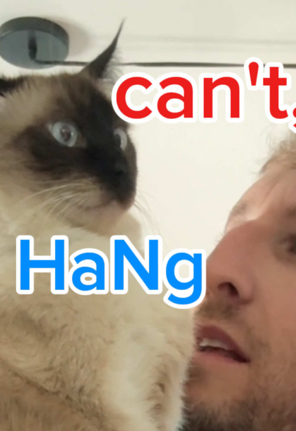 A post by @mervthecat on TikTok caption: WEN U SAY U CANt, HANG OUT BC BUSY, You r busY.  me :   #bagagwa #catsoftiktok #summer #july #4thofjuly 