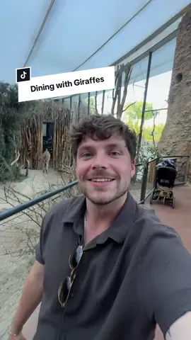 A post by @camwhitnall on TikTok caption: Dining with Giraffes in Zurich 🦒  #zurichzoo #giraffes #experience #zoo 