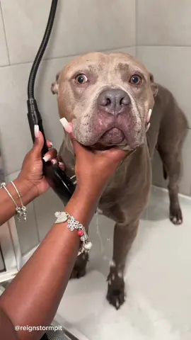 A post by @reignstormpit on TikTok caption: Who do you think is more sleepy after this bath, You or Reign ?  🫧🧼🐾 #dogbath #doggrooming #asmr #pitbill #dogsoftiktok 