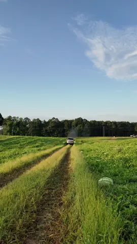A post by @stalekracker on TikTok caption: Come along as we EDJUCAJUN y’all on how to pick the perfect watermelon — from the field to the front porch, we gave them all away to the community for free. Southern roots run deep. #Edjucajun #WatermelonSeason #CommunityLove #CajunCulture #SouthernGiving #FreshPicked #GiveBack #DownSouth #GoodVibesOnly #FromTheFieldToTheFam 