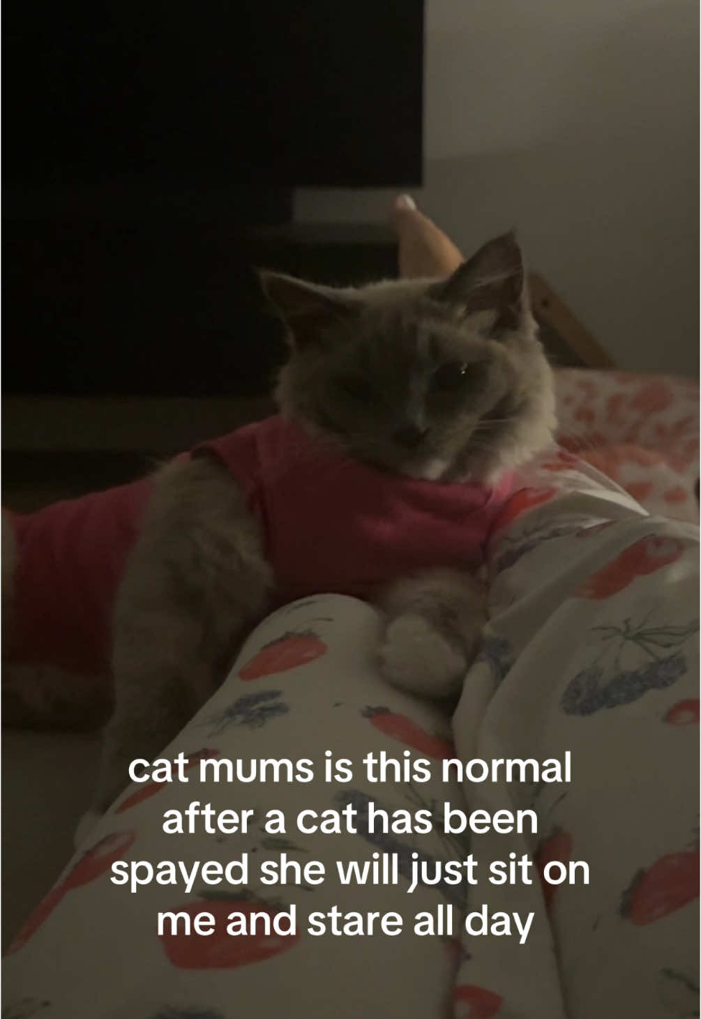 A post by @bowling42069 on TikTok caption: It’s been over a week and she’s off pain meds! Ngl I love the extra affection but she’s not as playful and all she wants to do is sit on me and cries if I’m not holding her or with her in some way