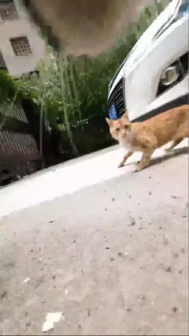A post by @max20499 on TikTok caption: #CatsOfTikTok #maxwell 