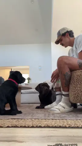 A post by @stevenkellly on TikTok caption: week 2 and Dewey is catching on! good progress week 1 