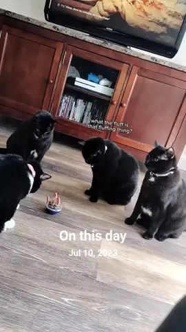 A post by @mollythepandacatofficial on TikTok caption: #onthisday 