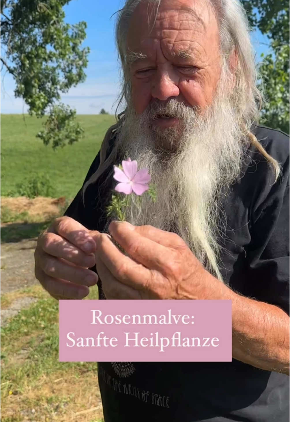 A post by @wolfdieterstorl on TikTok caption: Die Rosenmalve ist mehr als nur schön – ihre Blüten stecken voller Heilkraft. 🐺🌱 #natur #gesundheit #pflanzen #viral #germany #garten #blumen 