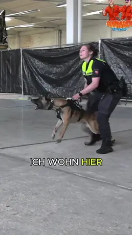 A post by @zarbex on TikTok caption: Polizeihund greift mich an! 